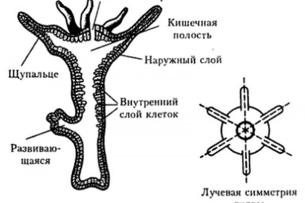 Блэк спрут закрыли