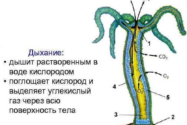 Блэкспрут онион правильная ссылка